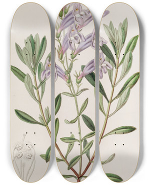 Triptych art skateboard deck of Sydenham Edwards Thickleaved Pentstemon by Sydenham Edwards (1768-1819)