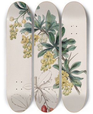 Triptych art skateboard deck of Sydenham Edwards The Tanners Berberry by Sydenham Edwards (1768-1819)