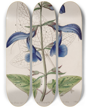 Triptych art skateboard deck of Sydenham Edwards Large Blue Mexican Sage by Sydenham Edwards (1768-1819)