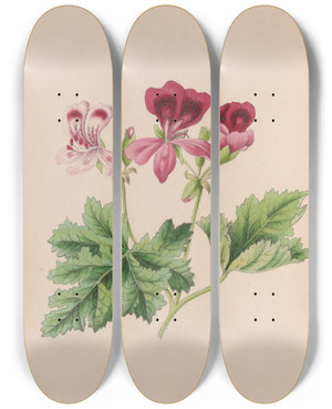 Triptych art skateboard deck of John Stevens Henslow Harebell by John Stevens Henslow (1796-1861)