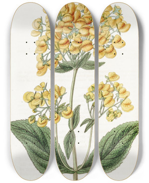 Triptych art skateboard deck of Sydenham Edwards Clammy Calceolaria by Sydenham Edwards (1768-1819)