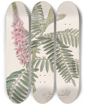 Triptych art skateboard deck of Sydenham Edwards Longspiked Indigo by Sydenham Edwards (1768-1819)