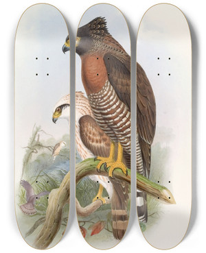 Triptych art skateboard deck of John Gould Rufousbreasted Spilornis by John Gould (1804-1881)