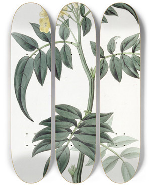 Triptych art skateboard deck of Sydenham Edwards Dr Wallichs Nipal Jasmine by Sydenham Edwards (1768-1819)