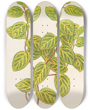 Triptych art skateboard deck of Charles Antoine Lemaire Lonicera Brachypoda Var Fol Aureovariegatis by Charles Antoine Lemaire (1800-1871)