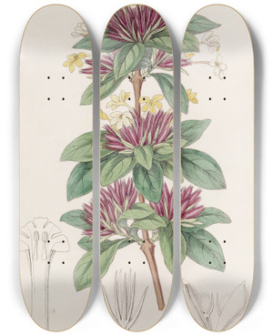 Triptych art skateboard deck of Sydenham Edwards Smallflowered Lankesteria by Sydenham Edwards (1768-1819)