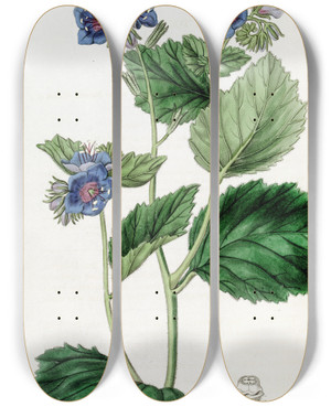 Triptych art skateboard deck of Sydenham Edwards Clammy Eutoca by Sydenham Edwards (1768-1819)