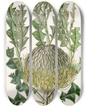 Triptych art skateboard deck of Sydenham Edwards Shewy Banksia by Sydenham Edwards (1768-1819)