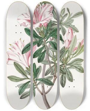 Triptych art skateboard deck of Sydenham Edwards The Variegated Chinese Azalea by Sydenham Edwards (1768-1819)