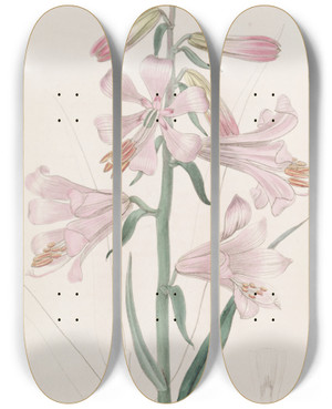 Triptych art skateboard deck of Sydenham Edwards Dr Thomsons Lily by Sydenham Edwards (1768-1819)