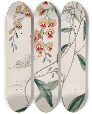 Triptych art skateboard deck of Sydenham Edwards Showy Chorozema by Sydenham Edwards (1768-1819)