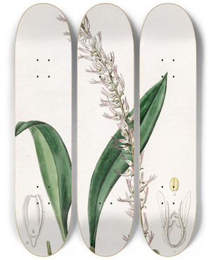 Triptych art skateboard deck of Sydenham Edwards The Cocoanut Bolbophyllum by Sydenham Edwards (1768-1819)