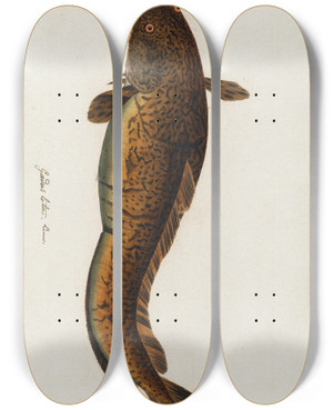 Triptych art skateboard deck of Peder Ascanius Icones Rerum Naturalium Ou Figures Enlumines Dhistoire Naturelle Du Nord Pl28 by Peder Ascanius (1723-1803)