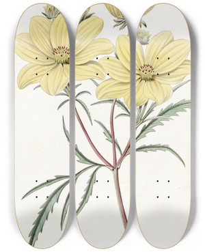 Triptych art skateboard deck of Sydenham Edwards Golden Coreopsis by Sydenham Edwards (1768-1819)