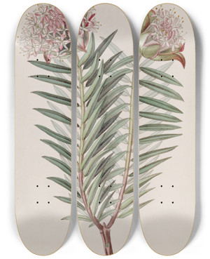 Triptych art skateboard deck of Sydenham Edwards Showy Pimelea by Sydenham Edwards (1768-1819)