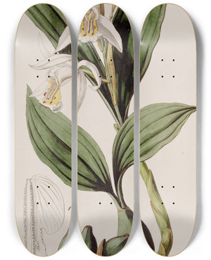 Triptych art skateboard deck of Sydenham Edwards Mr Cumings Caelogyne by Sydenham Edwards (1768-1819)