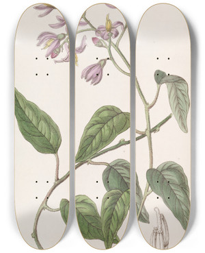 Triptych art skateboard deck of Sydenham Edwards Hookpetalled Solanum by Sydenham Edwards (1768-1819)