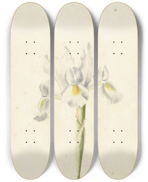 Triptych art skateboard deck of Pieter Withoos Witte Iris by Pieter Withoos (1654-1693)