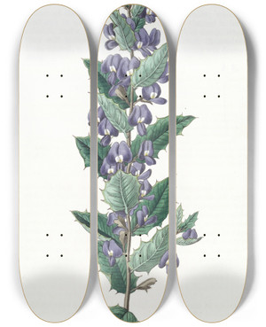 Triptych art skateboard deck of Sydenham Edwards Chorozemaleaved Hovea by Sydenham Edwards (1768-1819)