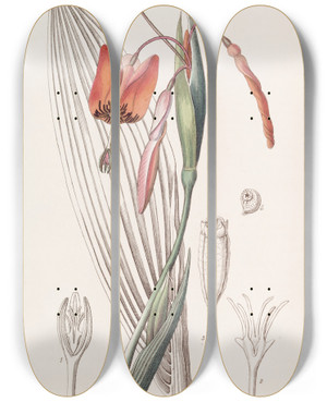 Triptych art skateboard deck of Sydenham Edwards Flamecoloured Stiffstalk by Sydenham Edwards (1768-1819)