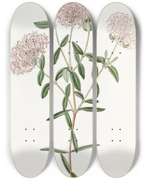 Triptych art skateboard deck of Sydenham Edwards Longstalked Pimelea by Sydenham Edwards (1768-1819)