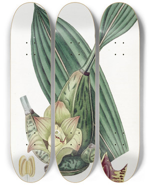Triptych art skateboard deck of Sydenham Edwards Fourcornered Maxillaria by Sydenham Edwards (1768-1819)