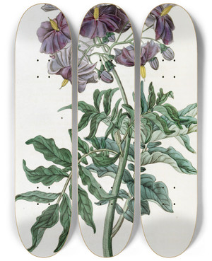 Triptych art skateboard deck of Sydenham Edwards Tuberless Solanum by Sydenham Edwards (1768-1819)