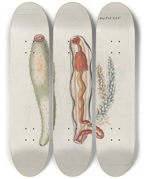 Triptych art skateboard deck of Peder Ascanius Icones Rerum Naturalium Ou Figures Enlumines Dhistoire Naturelle Du Nord Pl45 by Peder Ascanius (1723-1803)