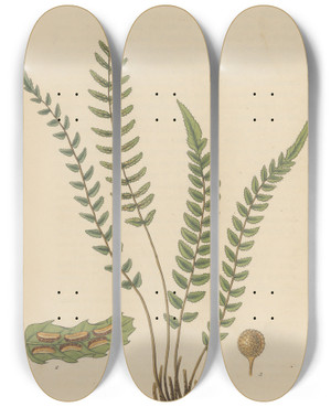 Triptych art skateboard deck of William Jackson Hooker Doodia Caudata by William Jackson Hooker (1785-1865)