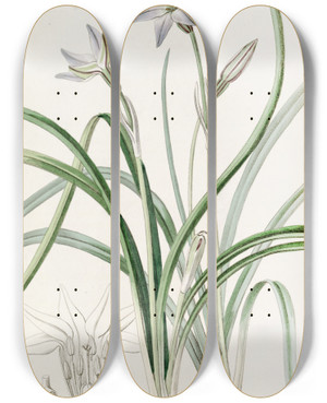 Triptych art skateboard deck of Sydenham Edwards Oneflowered Tritelia by Sydenham Edwards (1768-1819)