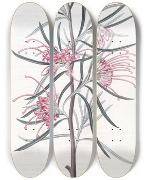 Triptych art skateboard deck of Sydenham Edwards Neat Grevillea by Sydenham Edwards (1768-1819)