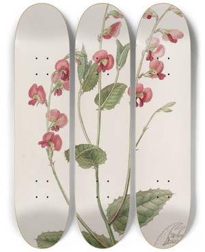 Triptych art skateboard deck of Sydenham Edwards Mr Mangless Chrorozema by Sydenham Edwards (1768-1819)