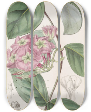 Triptych art skateboard deck of Sydenham Edwards The River Francisco Echites by Sydenham Edwards (1768-1819)