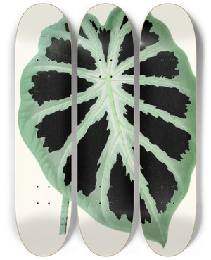 Triptych art skateboard deck of Edward Joseph Lowe Alocasia Jenningsii by Edward Joseph Lowe (1825-1900)