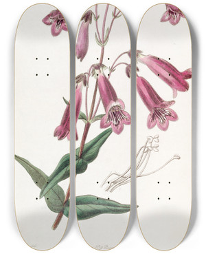 Triptych art skateboard deck of Sydenham Edwards Gentianlike Pentstemon by Sydenham Edwards (1768-1819)