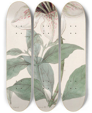 Triptych art skateboard deck of Sydenham Edwards Lord Derbys Gardenia by Sydenham Edwards (1768-1819)