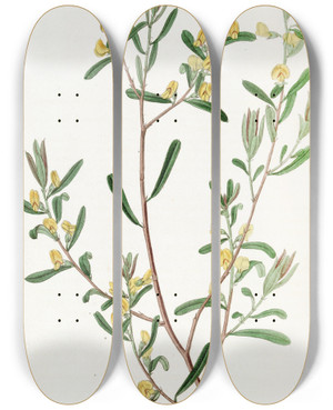 Triptych art skateboard deck of Sydenham Edwards Shiningleaved Pultena by Sydenham Edwards (1768-1819)