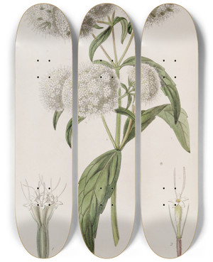 Triptych art skateboard deck of Sydenham Edwards Closeheaded Stevia by Sydenham Edwards (1768-1819)