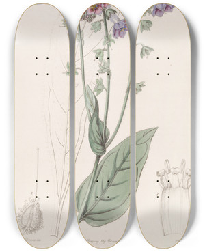 Triptych art skateboard deck of Sydenham Edwards Longflowered Houndstongue by Sydenham Edwards (1768-1819)