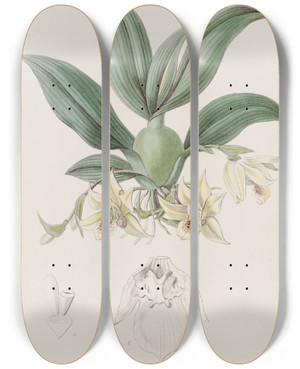Triptych art skateboard deck of Sydenham Edwards Messrs Rollissons Maxillaria by Sydenham Edwards (1768-1819)