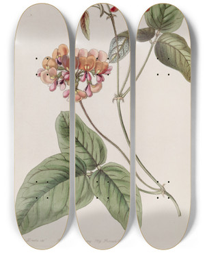 Triptych art skateboard deck of Sydenham Edwards Threecoloured Zichya by Sydenham Edwards (1768-1819)