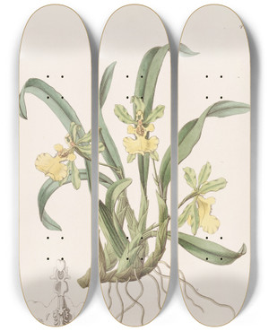 Triptych art skateboard deck of Sydenham Edwards Oneflowered Oncidium by Sydenham Edwards (1768-1819)