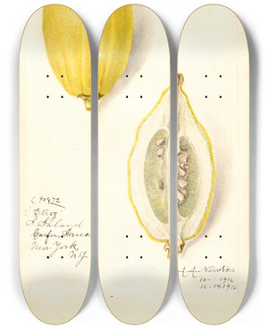 Triptych art skateboard deck of Amanda Almira Newton Citrus Limon Etrog_1 by Amanda Almira Newton (1860-1943)