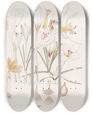 Triptych art skateboard deck of Sydenham Edwards Crocuses_2 by Sydenham Edwards (1768-1819)