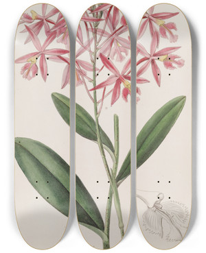 Triptych art skateboard deck of Sydenham Edwards Mr Schomburgks Epidendrum by Sydenham Edwards (1768-1819)