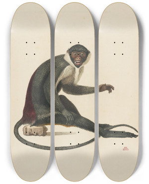 Triptych art skateboard deck of Jeanbaptiste Audebert La Diane by Jean-Baptiste Audebert (1759-1800) Triptych art skateboard deck of Jeanbaptiste Audebert La Diane by Jean-Baptiste Audebert (1759-1800)
