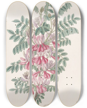 Triptych art skateboard deck of Sydenham Edwards The Dosua Indigo by Sydenham Edwards (1768-1819)