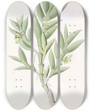 Triptych art skateboard deck of Sydenham Edwards Twoedged Dendrobium by Sydenham Edwards (1768-1819)