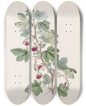 Triptych art skateboard deck of Sydenham Edwards Menzies Gooseberry by Sydenham Edwards (1768-1819)