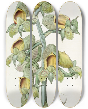 Triptych art skateboard deck of Sydenham Edwards Greenflowered Cowlwort by Sydenham Edwards (1768-1819)